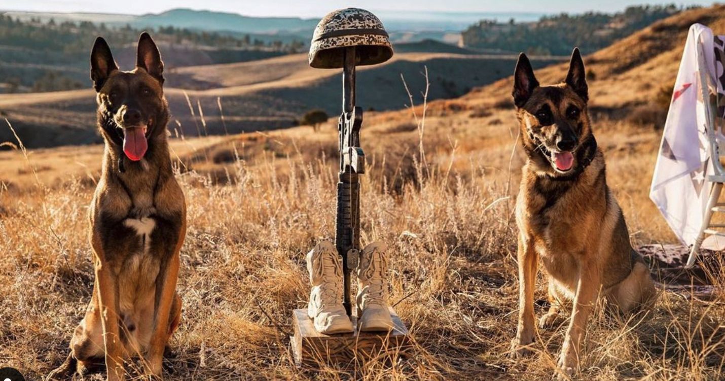 Warriors Choice Foundation Service Dogs Sicario and Mr Biscuits