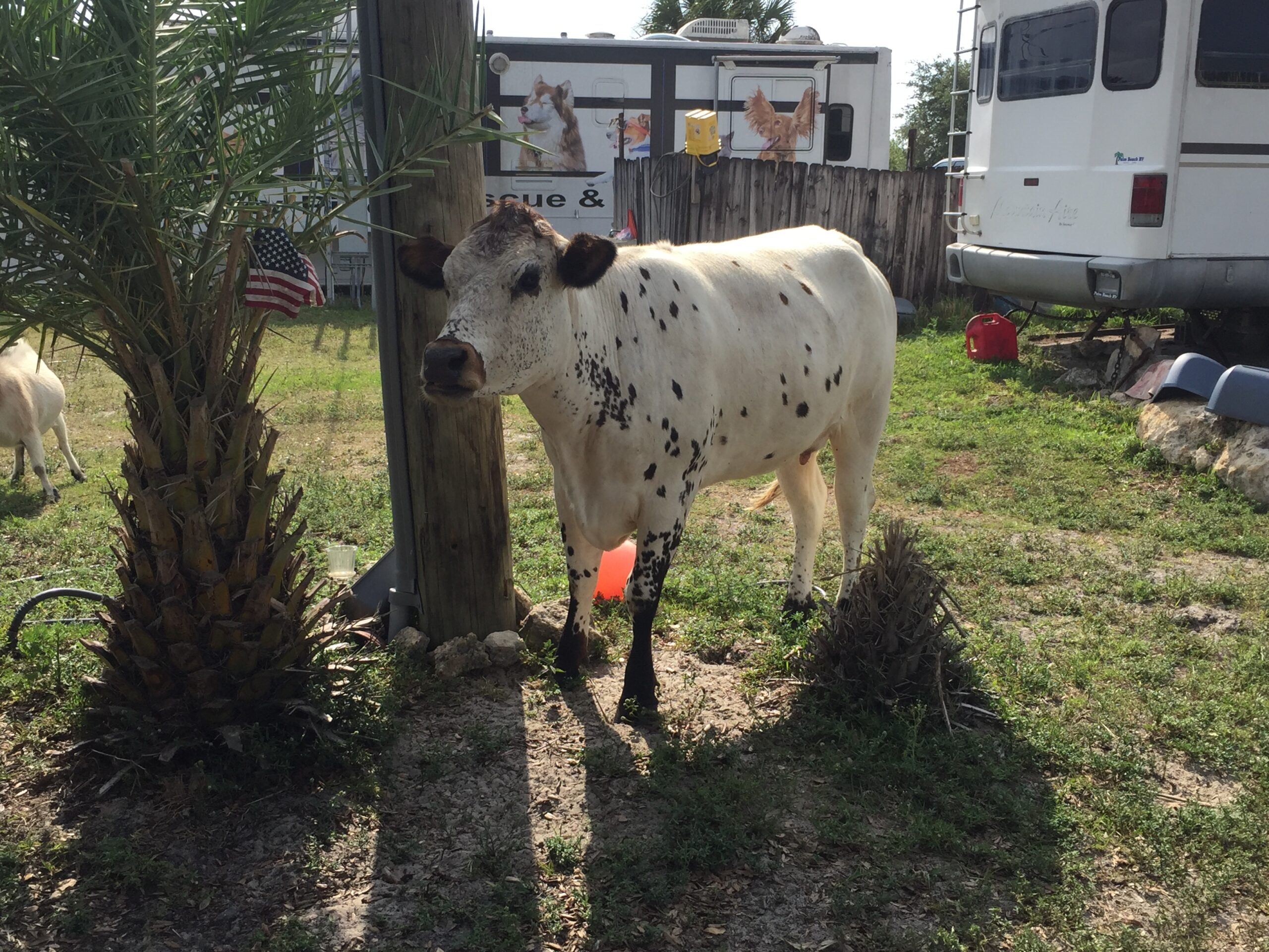 Barky Pines - Spotted Cow