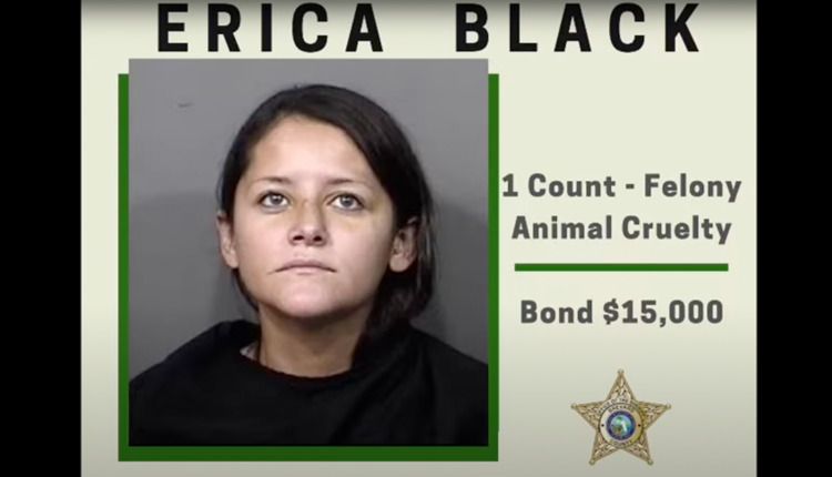 Erica Black - Animal Abuse