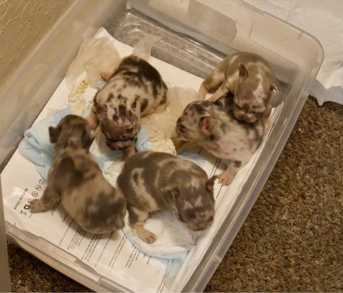 French Bulldog Puppies