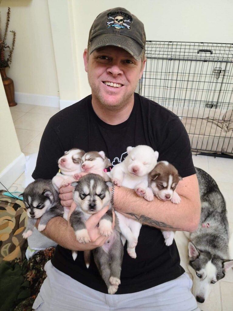 Siberian Husky Puppies