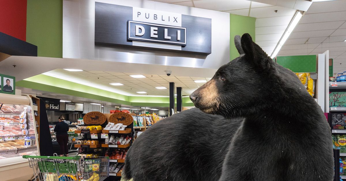 Publix Bear Naples Florida