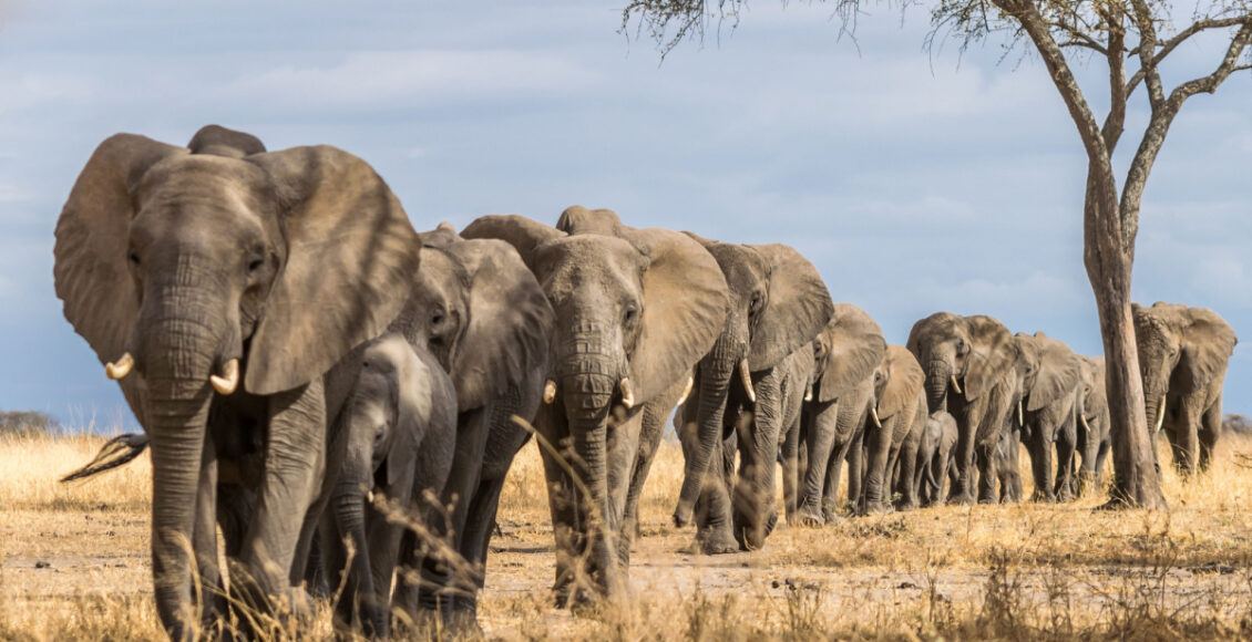 Elephants coming to Florida